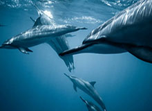 kaiyun登录入口-赵心童领衔中国军团出战2026斯诺克世界公开赛